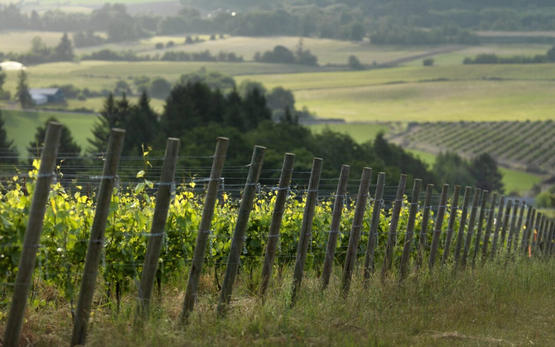 Blankets and Bottles Experience at Domaine Roy